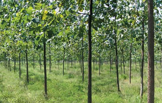 �D����˾���L(f��ng)�� �c���ɷŴ�