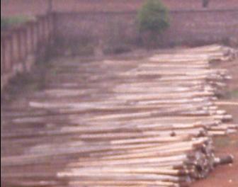 �D��ľ�Ď�棲 �c(di��n)���ɷŴ�