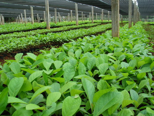 �D����ľ���磨�M�ࣩ �c���ɷŴ�