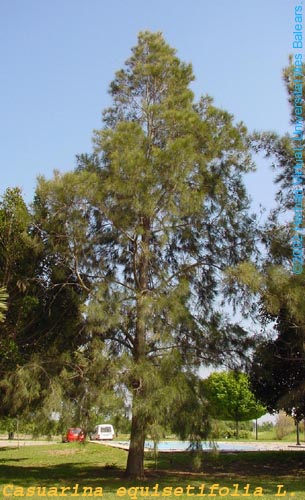 �D����� �c(di��n)���ɷŴ�