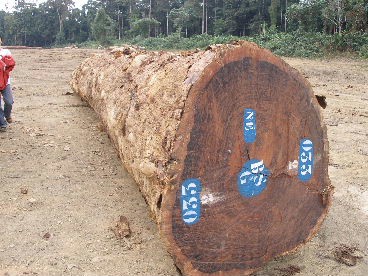 �D���ͻ�ԭľ �c(di��n)���ɷŴ�