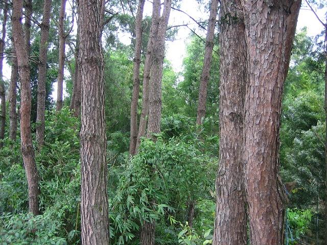 �D��ľ�z�����a(ch��n)�YԴ �c���ɷŴ�