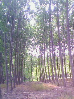 �D���a(ch��n)Ʒչʾ�� �c���ɷŴ�