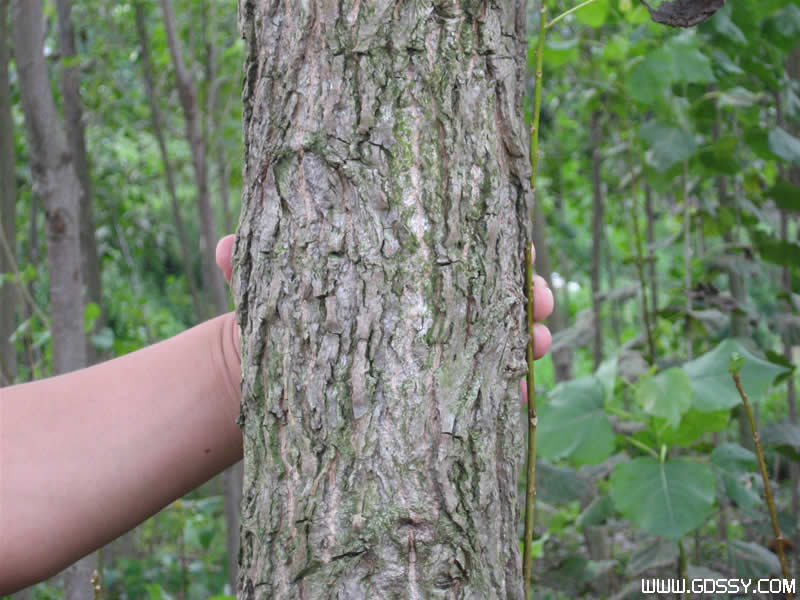 �D�������� �c(di��n)���ɷŴ�