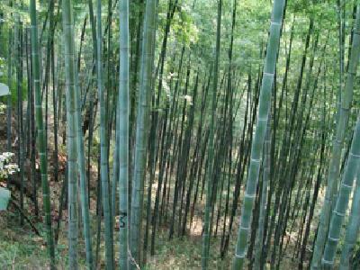 �D���������� �c(di��n)���ɷŴ�