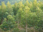 �D������G����ľ �c(di��n)���ɷŴ�