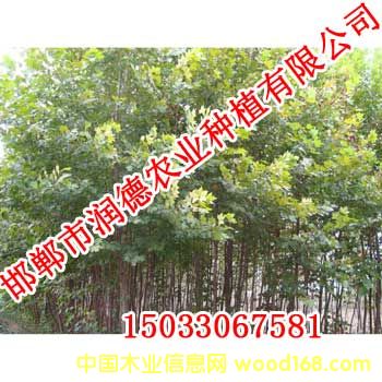 �D��107��� �c���ɷŴ�