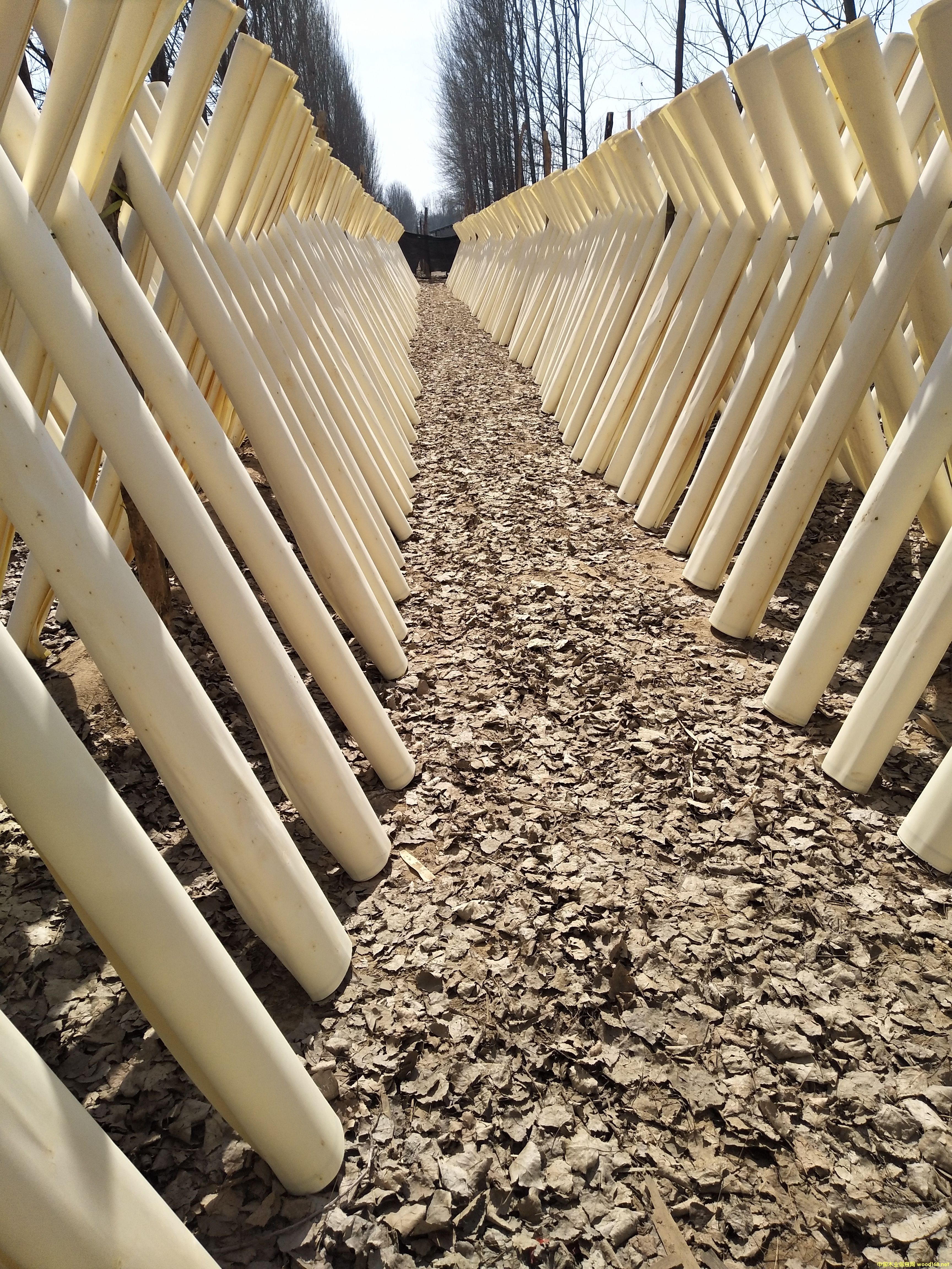 �D��    ����ľ�I(y��)���a(ch��n)�ӹ���ľ��Ƥ����ľ��Ƥ����ľƯ������ľ�ΰ���Ҏ(gu��) ��2550mmX1280mm����ȣ�35�z��80�z���ؼ���һ����������؛Դ�������|(zh��)�����C�����u�ɿ�����ҪՈ(li��n)ϵ���ڴ���λ���R�� ����(j��ng)�� �Ԓ��15244050446 �c���ɷŴ�