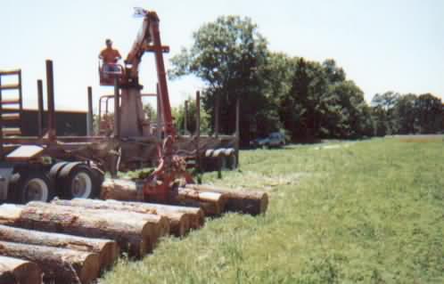 ����(gu��)��ͩbuttonwood/Sycamore��Ԕ��(x��)��B