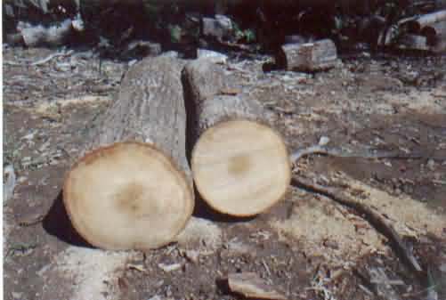 �t�� red oak��Ԕ��(x��)��B