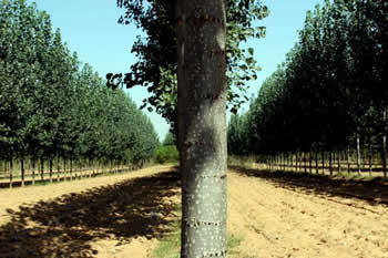 ��ľ���D��Ԕ����B