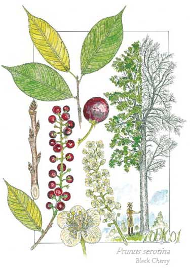 ��������ԭľ��Ԕ��(x��)��B