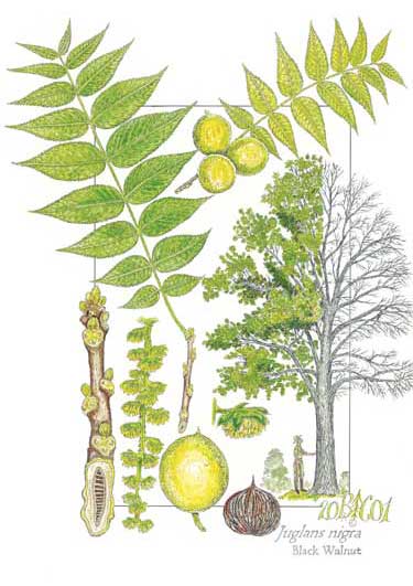 ����(gu��)�ں���ԭľ��Ԕ��(x��)��B