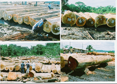 �c���鿴����ľ�Ķш��Ŵ�DƬ