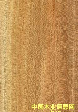 ���ٽz���N�������Ƭ��