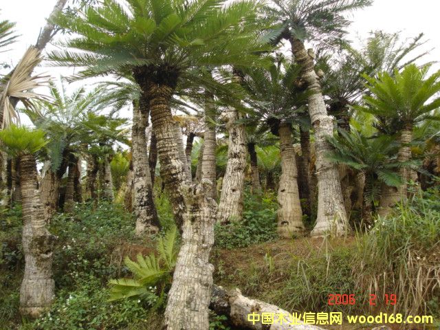 �c���鿴�F��Ŵ�DƬ