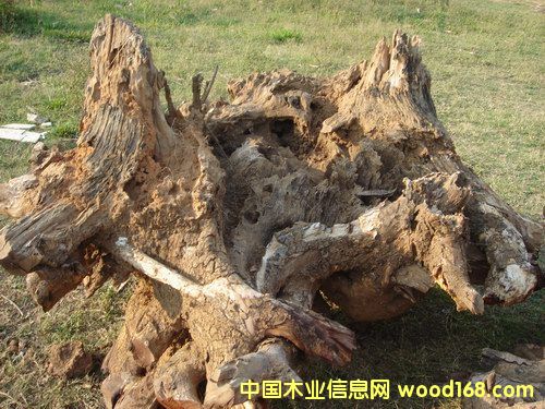 �t��֭b��Ԕ��(x��)��B