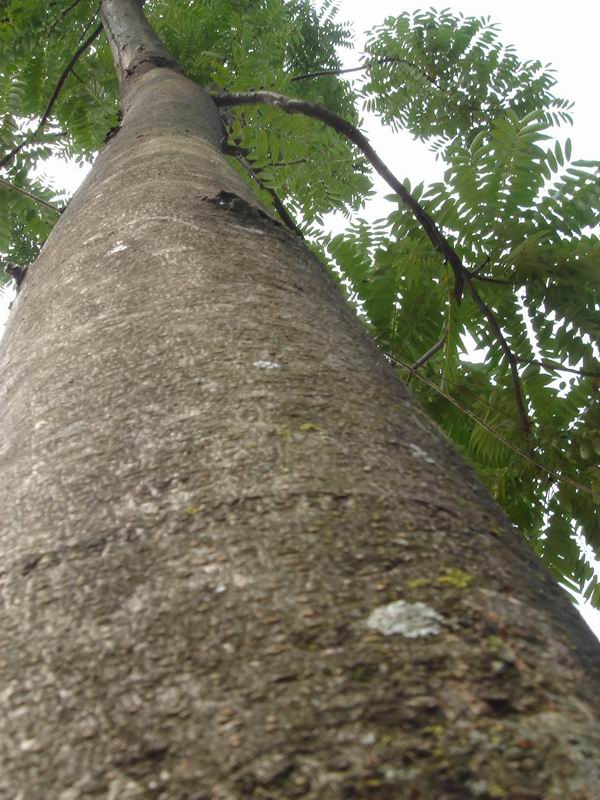 �t�����㴻��toona)�ذ����Ҏ(gu��)��ĵ�Ԕ��(x��)��B