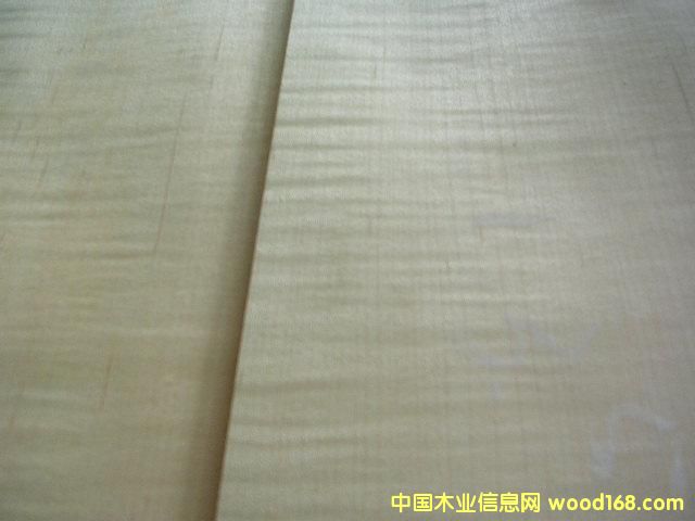 �c���鿴Sycamore�Ŵ�DƬ