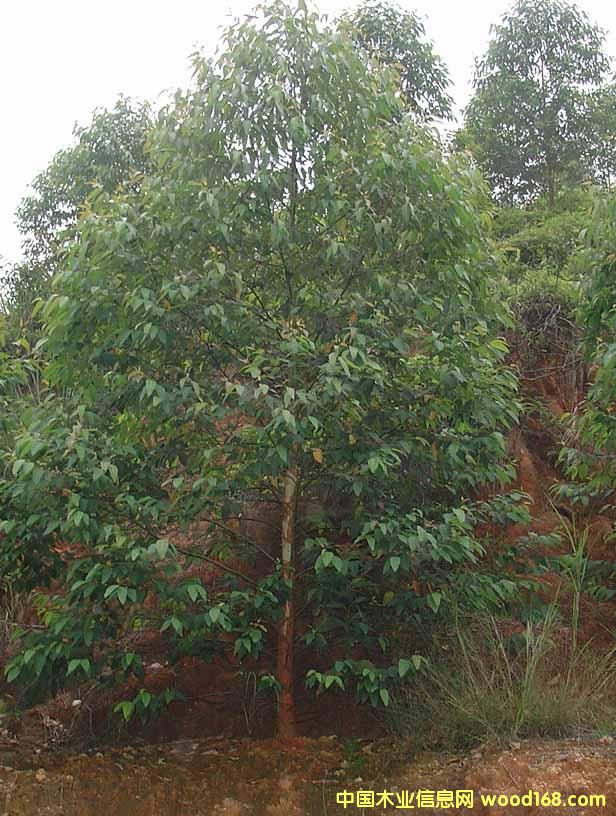 һ�������