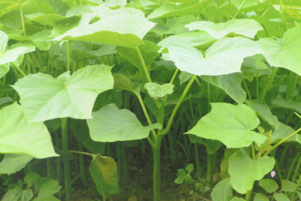 �c���鿴TY-6���L��Ʒ�N�Ŵ�DƬ