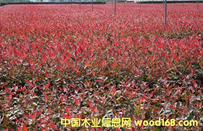 β����184Ǥ����