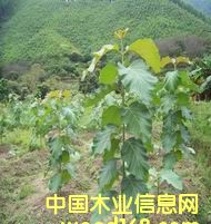 �c���鿴��ľ�磨�M���磩�Ŵ�DƬ