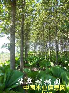 �c���鿴��ľ�磨����863�Ŀ��λ���Ŵ�DƬ