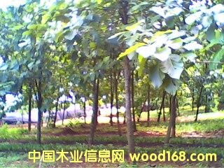 �c���鿴�A����ľ�֣�2����g���Ŵ�DƬ