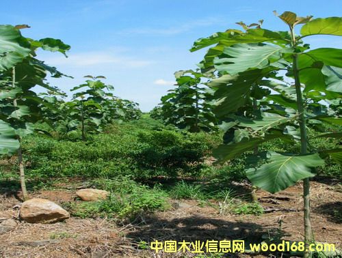 ��ľ�磨����863�Ŀ���|(zh��)�����C��