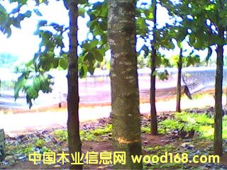 �c���鿴�A�乫˾��ľ�֣�3�����g���Ŵ�DƬ