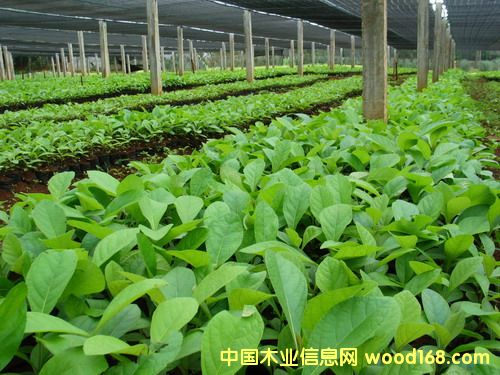 �c���鿴��ľ���磨�M�ࣩ�Ŵ�DƬ