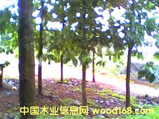 �c���鿴��ľ�磨����863�Ŀ�����|(zh��)�����Ŵ�DƬ