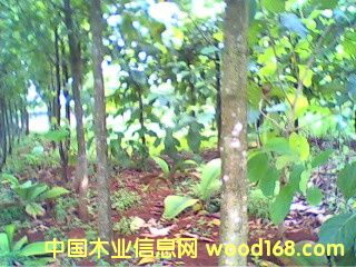 �c���鿴�A����ľ�֣�2����g���Ŵ�DƬ