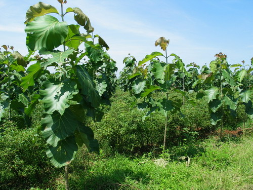 �c(di��n)���鿴��ľ���Ԕ��(x��)�Y��