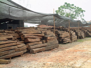 250������t��֦����ľ���t̴��