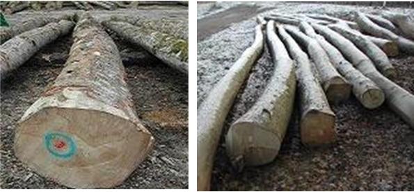 �c(di��n)���鿴ˮ����ԭľ�Ŵ�DƬ