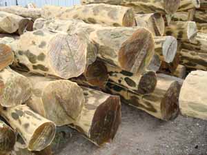 �G̴��Ԕ����B