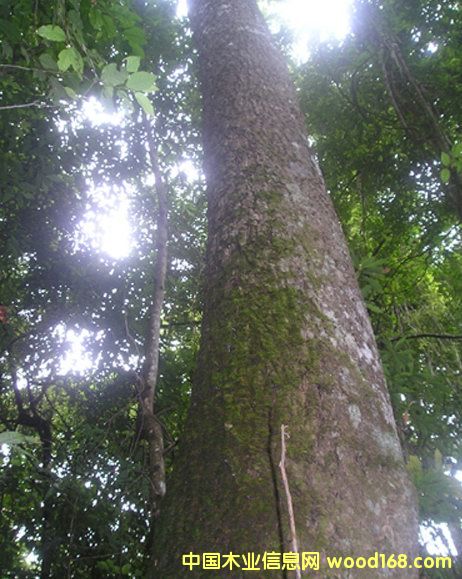 ��ľ��ԭ���ϼ���ģ���Ԕ����B