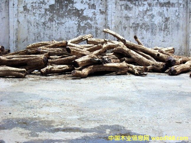 ����(y��ng)��ľ��Ԕ��(x��)��B