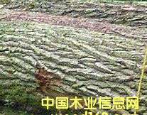 ��ľ���ĵ�Ԕ��(x��)��B