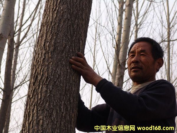 �c(di��n)���鿴������ľԭľ��(g��)�˷Nֲ�Ŵ�DƬ