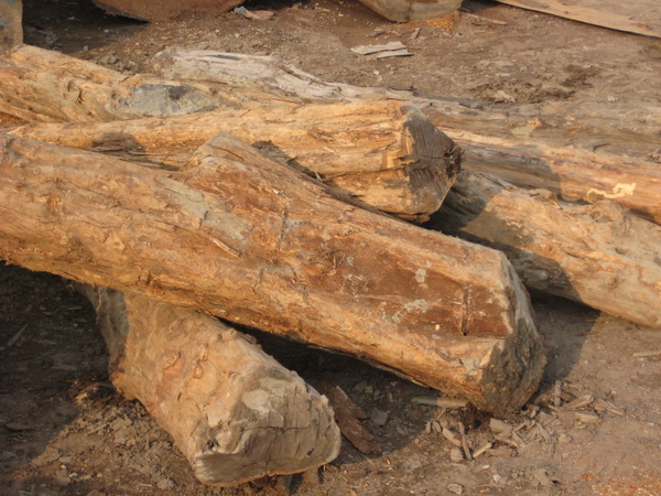 �c���鿴���S̴(ţ��ľ)�Ŵ�DƬ