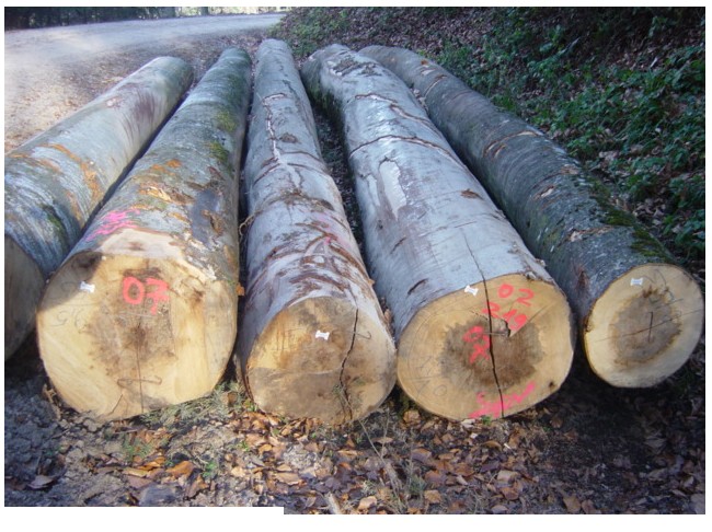 �W�ޙ�ľԭľ��Ԕ����B