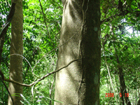 �c(di��n)���鿴ʯ��ԭľ�Ŵ�DƬ