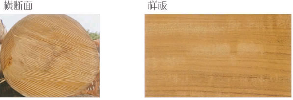 ������ľ��Ԕ����B