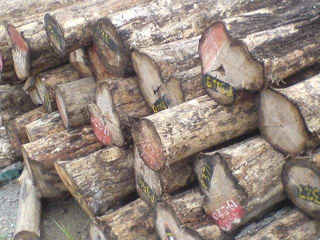 ��ľԭ�ĵ�Ԕ����B