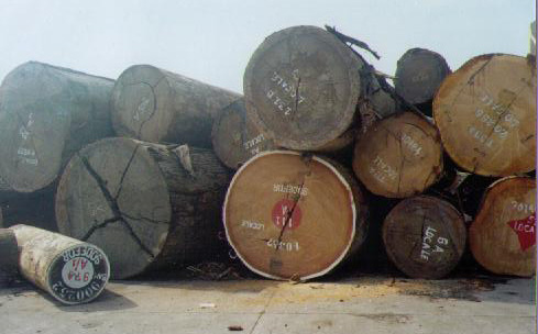 �c(di��n)���鿴��̴ľ�Ŵ�DƬ