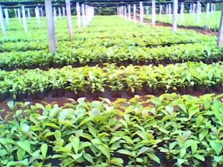 �c(di��n)���鿴��ľ���Ԕ��(x��)�Y��