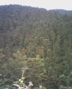 �c���鿴ɼľԭľ�Ŵ�DƬ